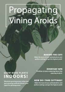 Propagating Vining Aroids