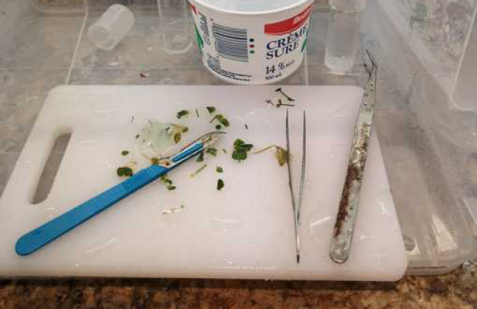 Plant pieces, a scalpel, tweezers and containers on a cutting board inside a home workspace