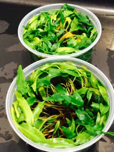 Plants growing in home tissue culture containers