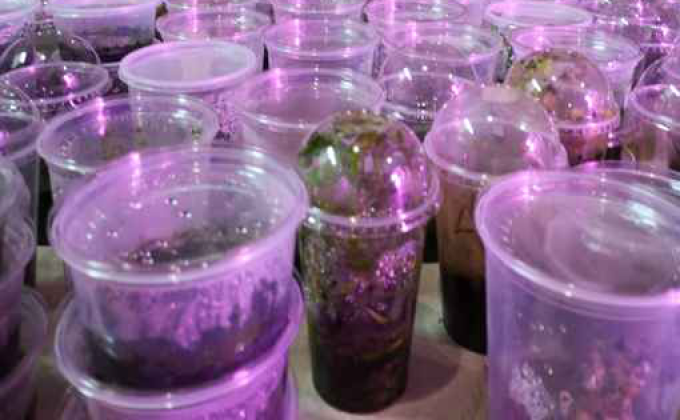 Plants in clear culture and growing containers under purple grow lighting