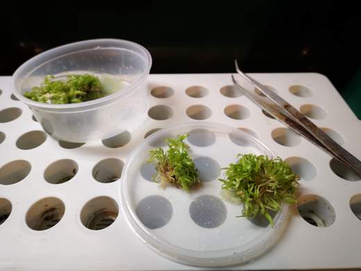 Small plantlets and tools on a work surface