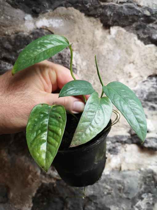 A hand holding a potted leafy plant beside its stems