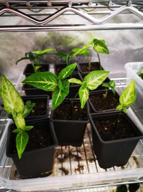 Potted plants on a home growing rack