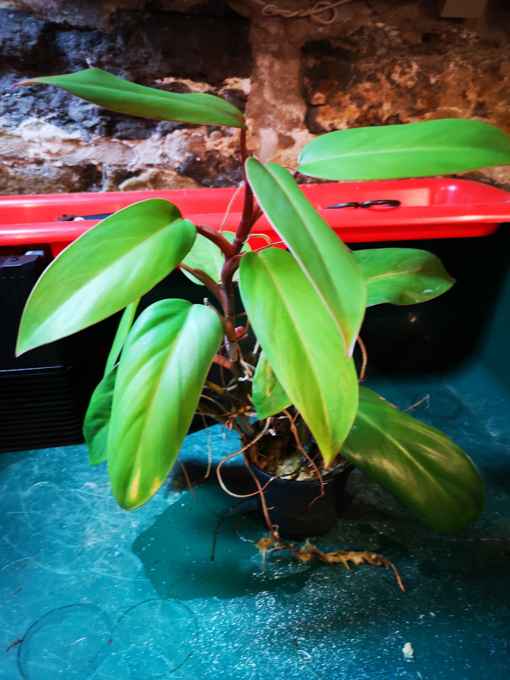 A potted climbing plant with green leaves, visible stems and aerial roots